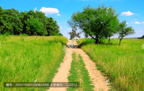 道路和樹木