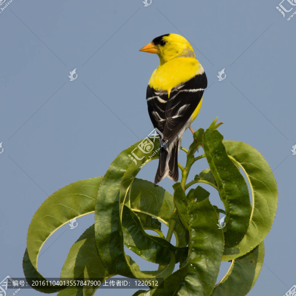 金色的雀鳥，棲息在天空的藍(lán)色背景葉