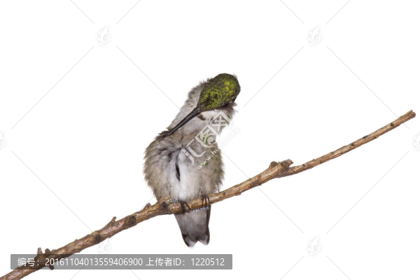 得意洋洋的蜂鳥