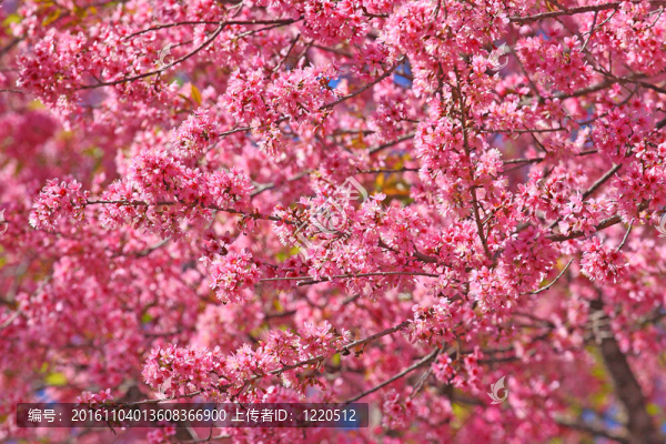 粉紅色的花