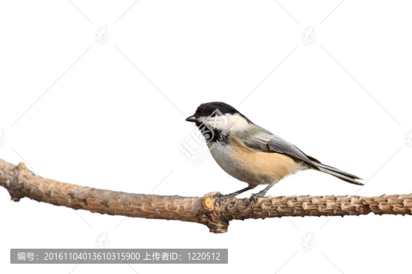 黑頂白底上的chickdee