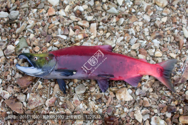 主要經(jīng)營(yíng)藍(lán)背魚(yú)（Oncorhynchus,nerka）
