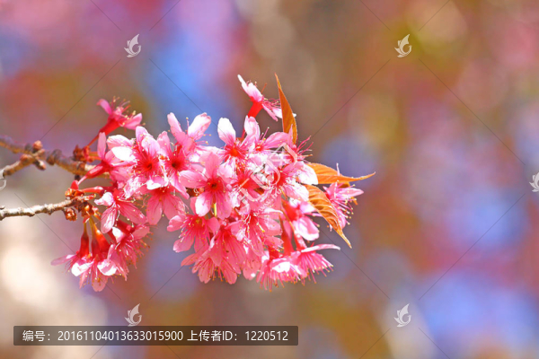 粉紅色的花