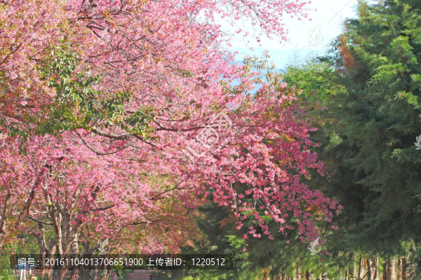 粉紅色的花