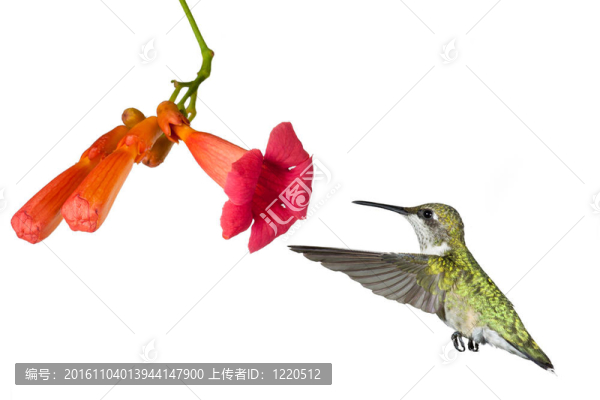 蜂鳥和喇叭藤花