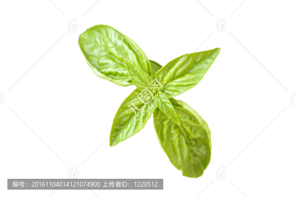 羅勒葉