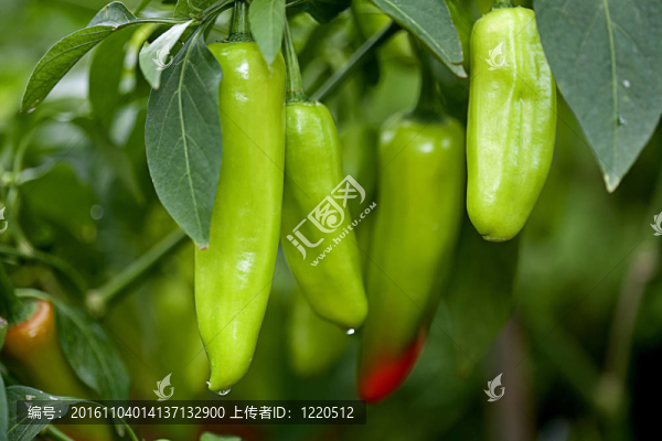 辣椒廠