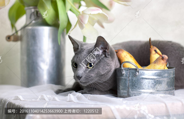 俄羅斯藍貓