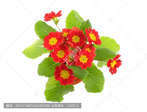 紅盆櫻草；以上觀點(diǎn)；白色隔離