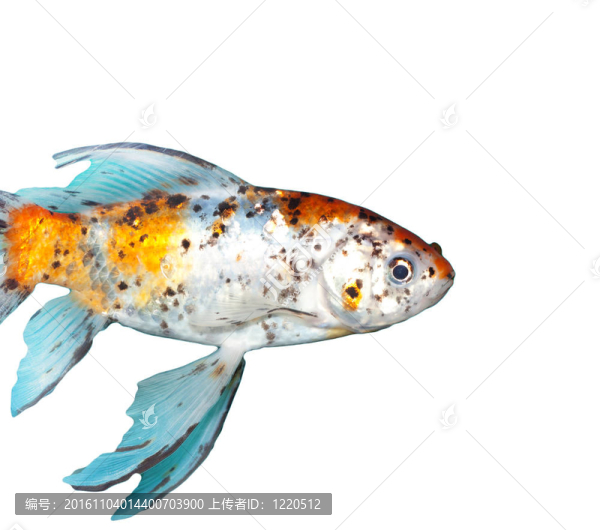 金色的魚