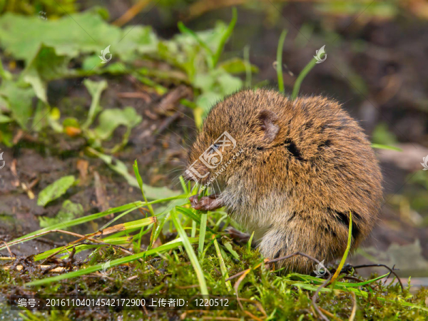 Vield,vole（田鼠蛞蝓）