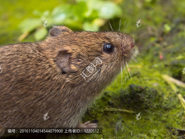 Vield,vole（田鼠蛞蝓）
