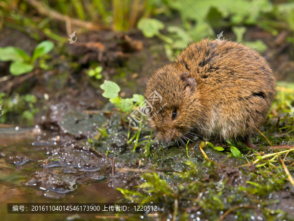 Vield,vole（田鼠蛞蝓）