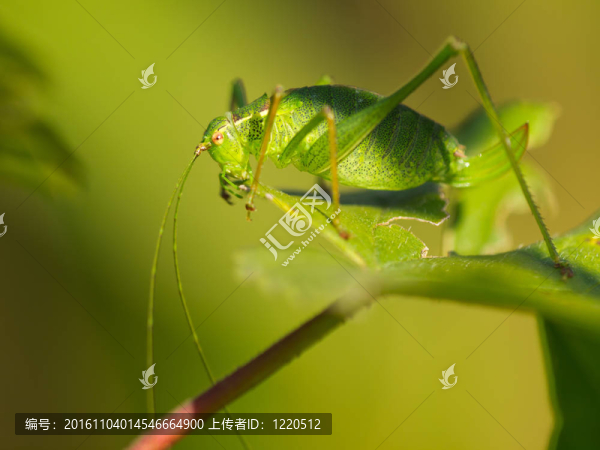 女性的斑點(diǎn)布什蟋蟀（Leptophyes,punctatissima）吃樹葉