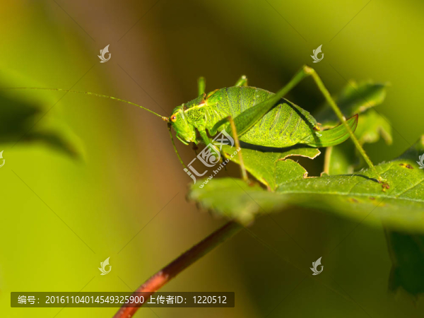 女性的斑點(diǎn)布什蟋蟀（Leptophyes,punctatissima）在陽(yáng)光下的葉