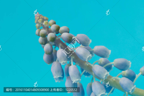 藍(lán)色背景的葡萄風(fēng)信子
