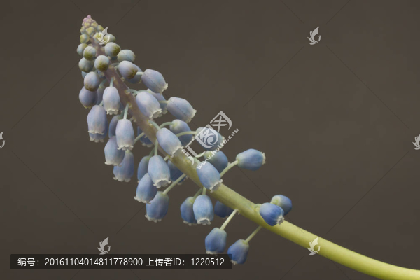 灰色背景的葡萄風信子