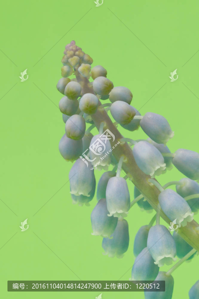 綠色背景的葡萄風(fēng)信子