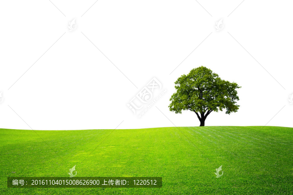 綠化樹種