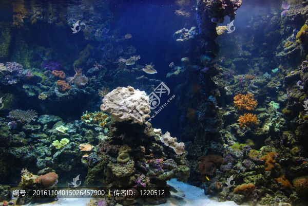 看海洋生物