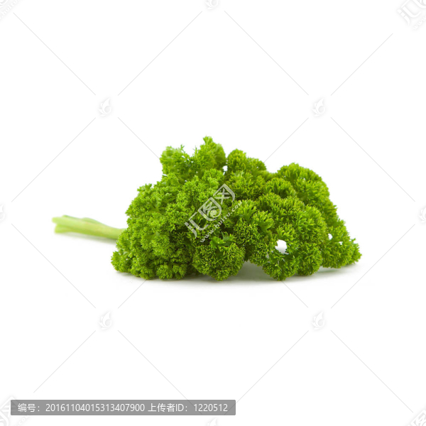 白色背景上的香菜