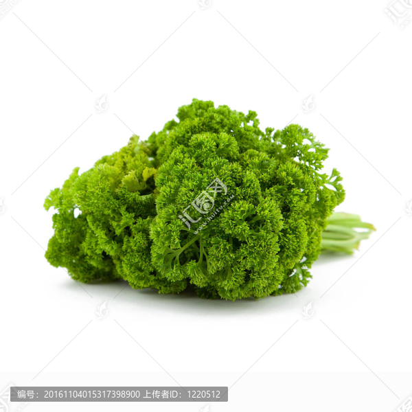 白色背景上的香菜