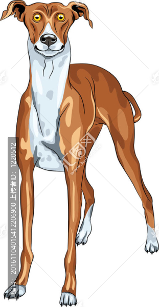 灰狗犬的微笑