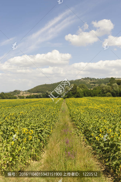 托斯卡納夏季景觀