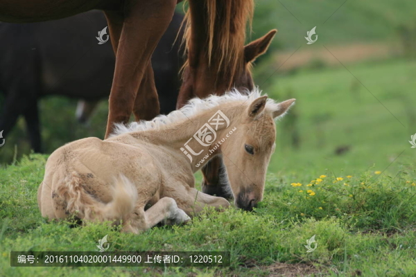 沉睡的小馬駒