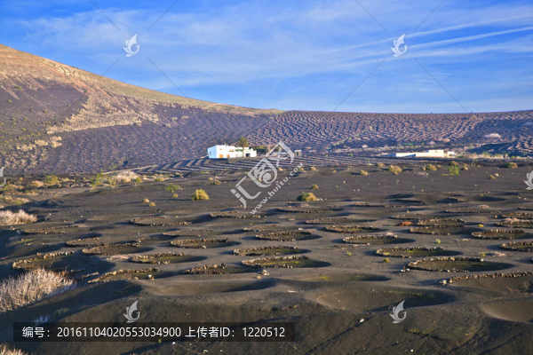 景觀拉赫里亞蘭薩羅特島；火山美國(guó)聽(tīng)力障礙協(xié)會(huì)葡萄酒區(qū)