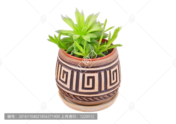 綠色的肉質(zhì)植物龍舌蘭；孤立在白色背景