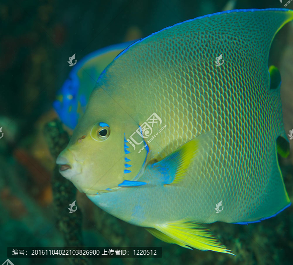 一個藍色的神仙魚；背景中的小皇后神仙魚。