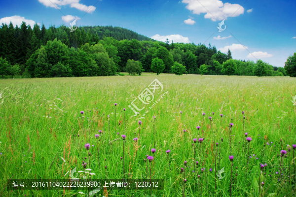 春天的草地