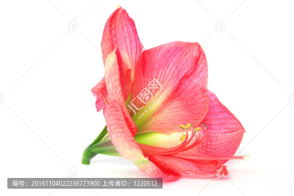 粉紅色的孤挺花