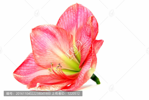 粉紅色的孤挺花