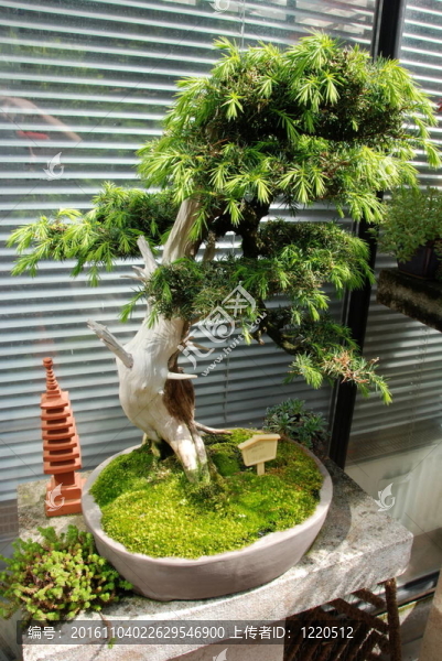 盆景