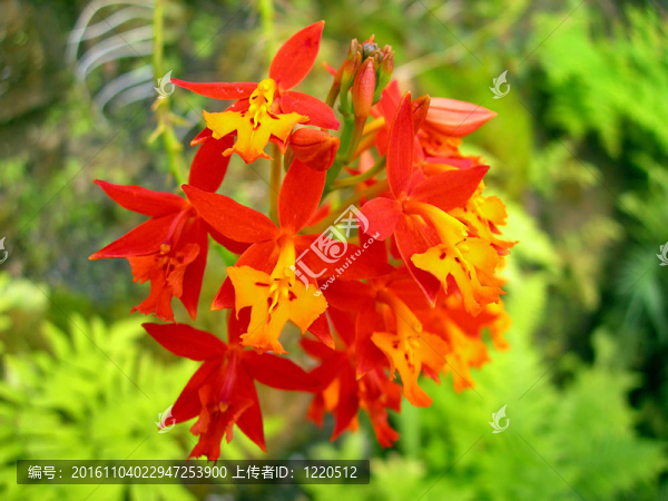 紅蘭花