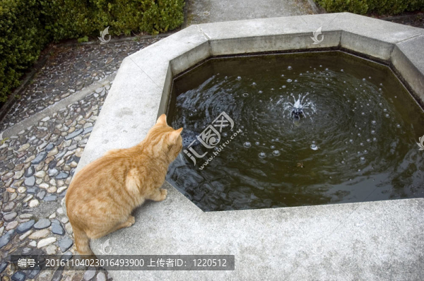 貓是狩獵