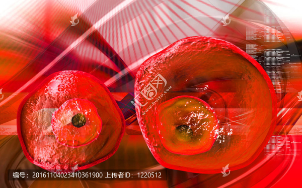 卵細(xì)胞