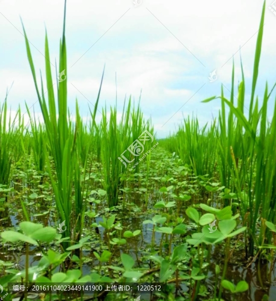 在水稻