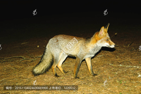 Fox在夜晚