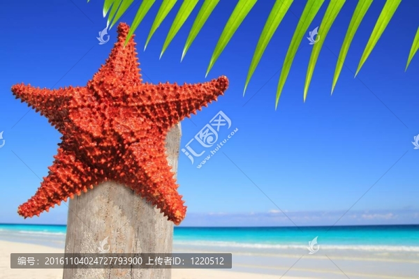 加勒比海灘上的加勒比海星