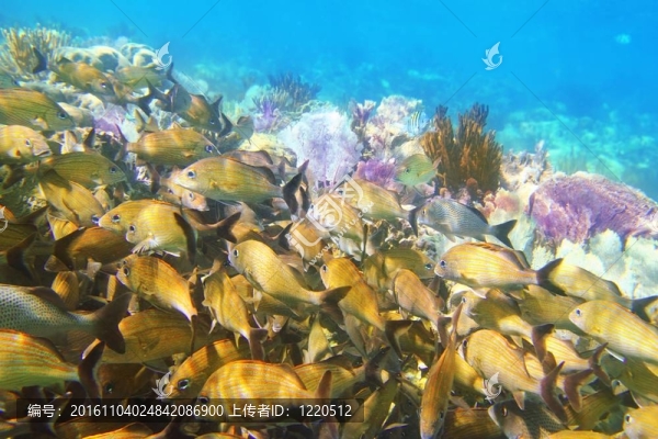 加勒比礁珊瑚瑪雅海濱的咕嚕魚