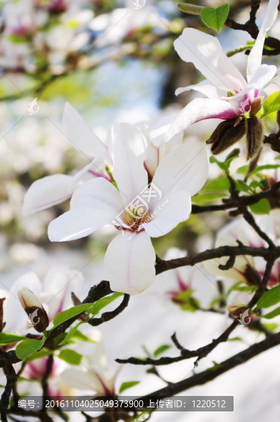 木蘭花
