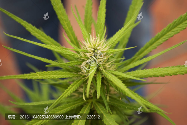 大麻葉Mariuana植物