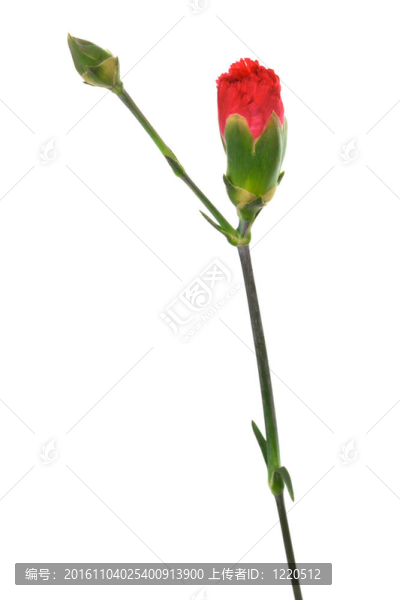 芽紅康乃馨