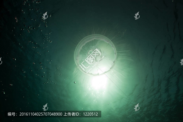 Moon,jellyfish和太陽在紅海。