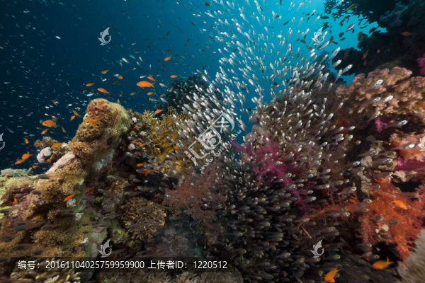 紅海珊瑚礁和珊瑚魚。