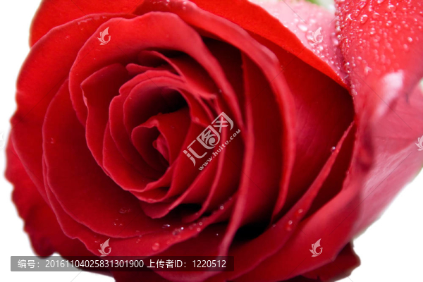 濕紅玫瑰