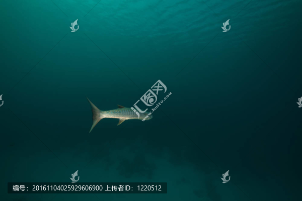 在紅海大梭魚。